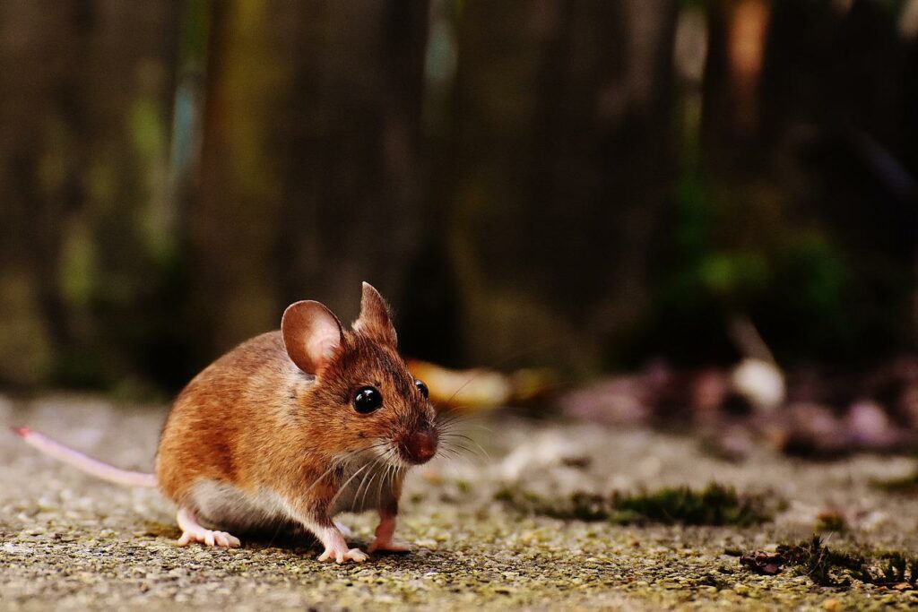 aggressive Maus wirkt bedrohlich Auto vor Mäusen schützen Fressen Mäuse Auto Kabel an