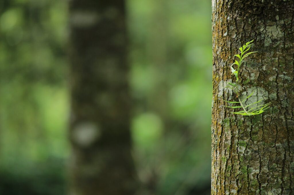 Baum Wald Natur Sicherheitstipps für Auto Ausflüge in die Natur